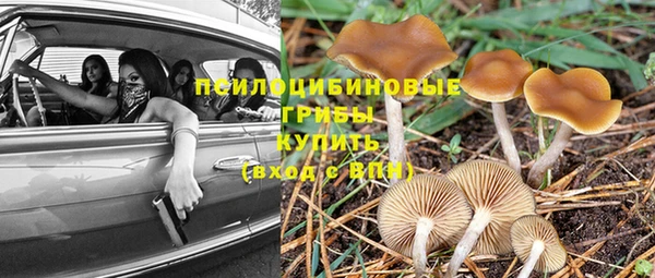 крисы Аркадак